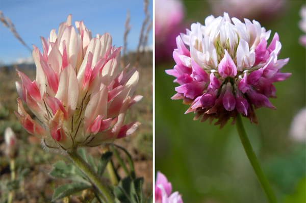 Two clovers side by side, one with a large white head, the other with a smaller rounder head 