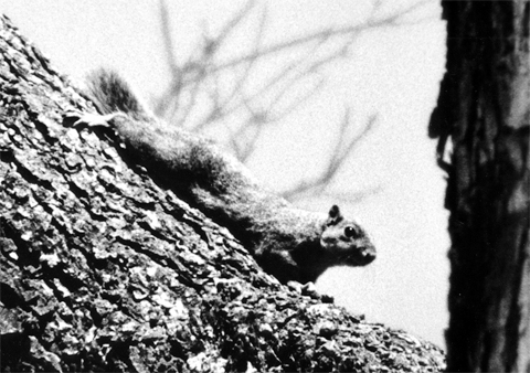 small squirrel climbing down a tree branch