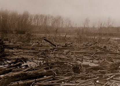 Winter river scene with hundreds of logs in the water