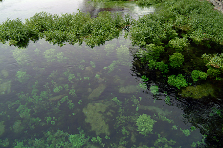 Photo of Giant Springs