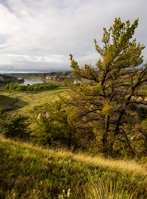 Skinny long-leafed pine above the Missouri River