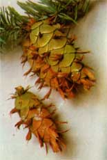 green, immature pine cones