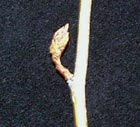 Cottonwood Bud