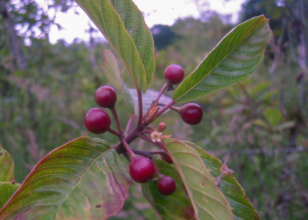 bush with sparse, green cherries